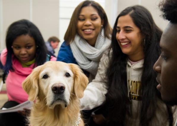 Dogs On Call therapy dog Smooch, a golden retriever, faces the camera as three V C U students pet Smooch