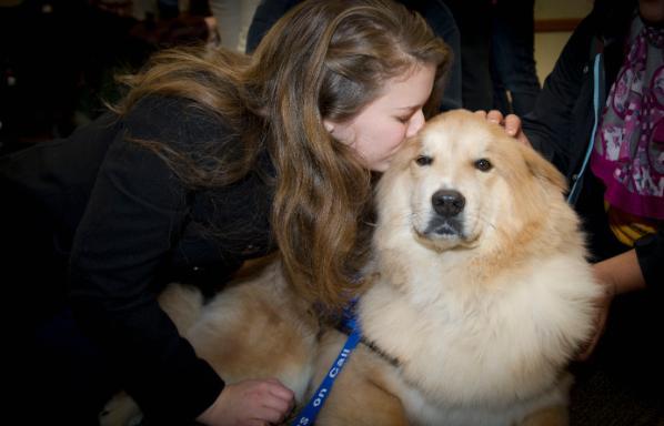 Dogs On Call therapy dog Tucker, a golden retriever and chow mix, receives a kiss on the forehead from a v c u student