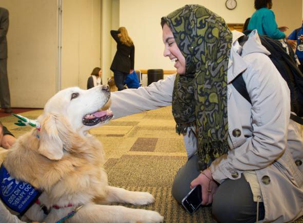 Dogs On Call therapy dog Scrappy, a golden retriever, looks up at a student smiling who is petting Scrappy