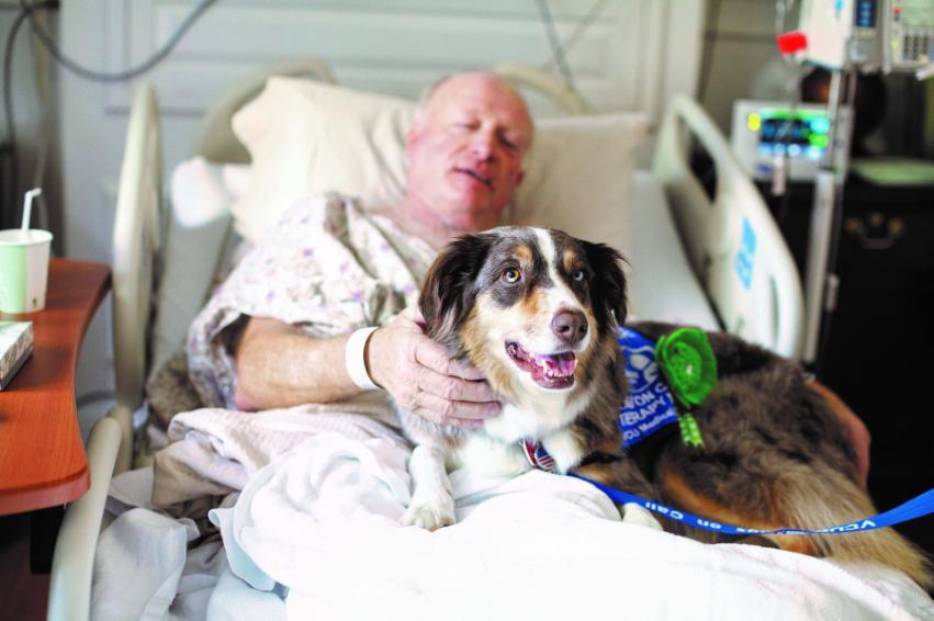 Dogs On Call therapy dog Moose, an Australian shepherd, lays on the lap of a patient in bed. 