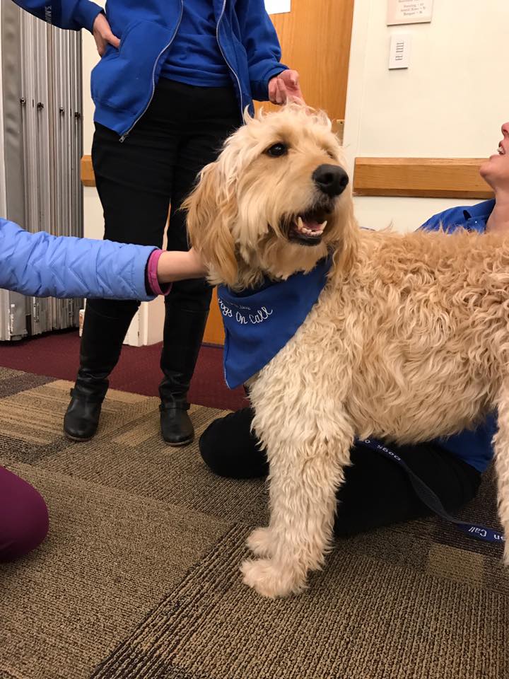 Dogs On Call therapy dog Callie, a goldendoodle, receives pets at March 2017 Paws for Stress