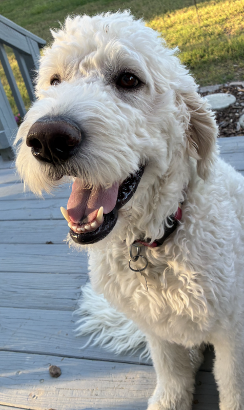A smiling white golden doodle sits on a deck.