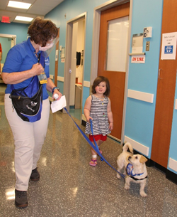 A young child is walking an even tinier tan Dogs on Call dog.  The child is walking alongside the DOC dog's human handler whom is holding a second leash that is also attached to the dog.