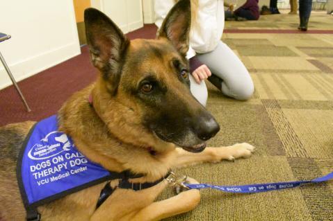 Dogs On Call therapy dog Dahlia, a German Shepherd with a coat of shades of brown and tan, turns her head to the right to look at the camera. Dahlia's blue Dogs On Call vest is visible. 