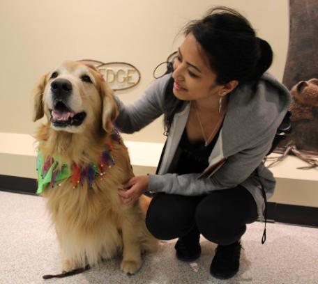 Dogs On Call therapy dog Dusty, a golden retriever, smiles at the camera while a V C U student pets him and smiles at him on Blue Green Day