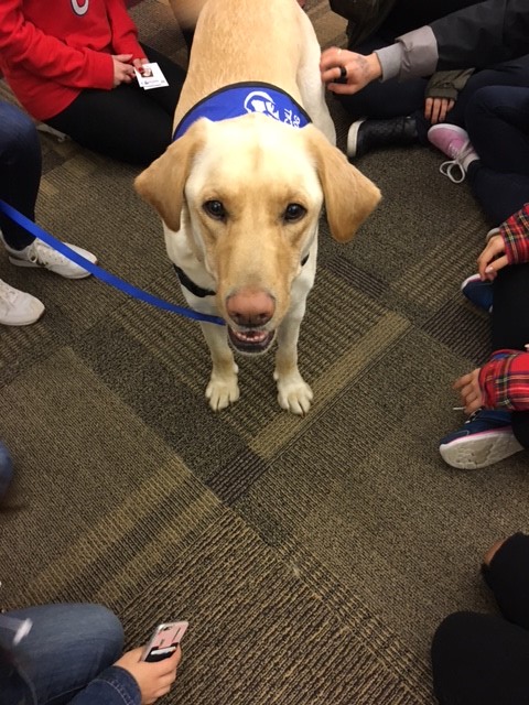 Dogs On Call therapy dog Harley, a yellow lab, is standing on all four paws while looking up at the camera. The hands and feet of students off-screen are also visible.