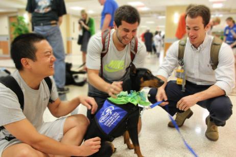 Dogs On Call therapy dog Journey, an English pinscher, wears her blue Dogs On Call vest and a green bandana as she is loved on by three V C U students on Blue and Green Day