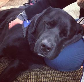 Dogs On Call therapy dog Kris, a black lab, rests his head on the lap of a V C U student at the March 2017 Paws for Stress