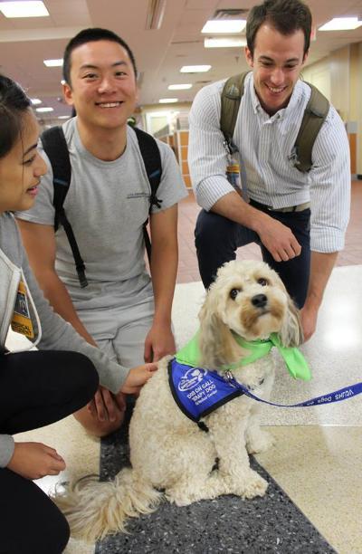 Dogs On Call therapy dog Mackey, a cavachon, receives pets from several V C U students on Blue Green Day