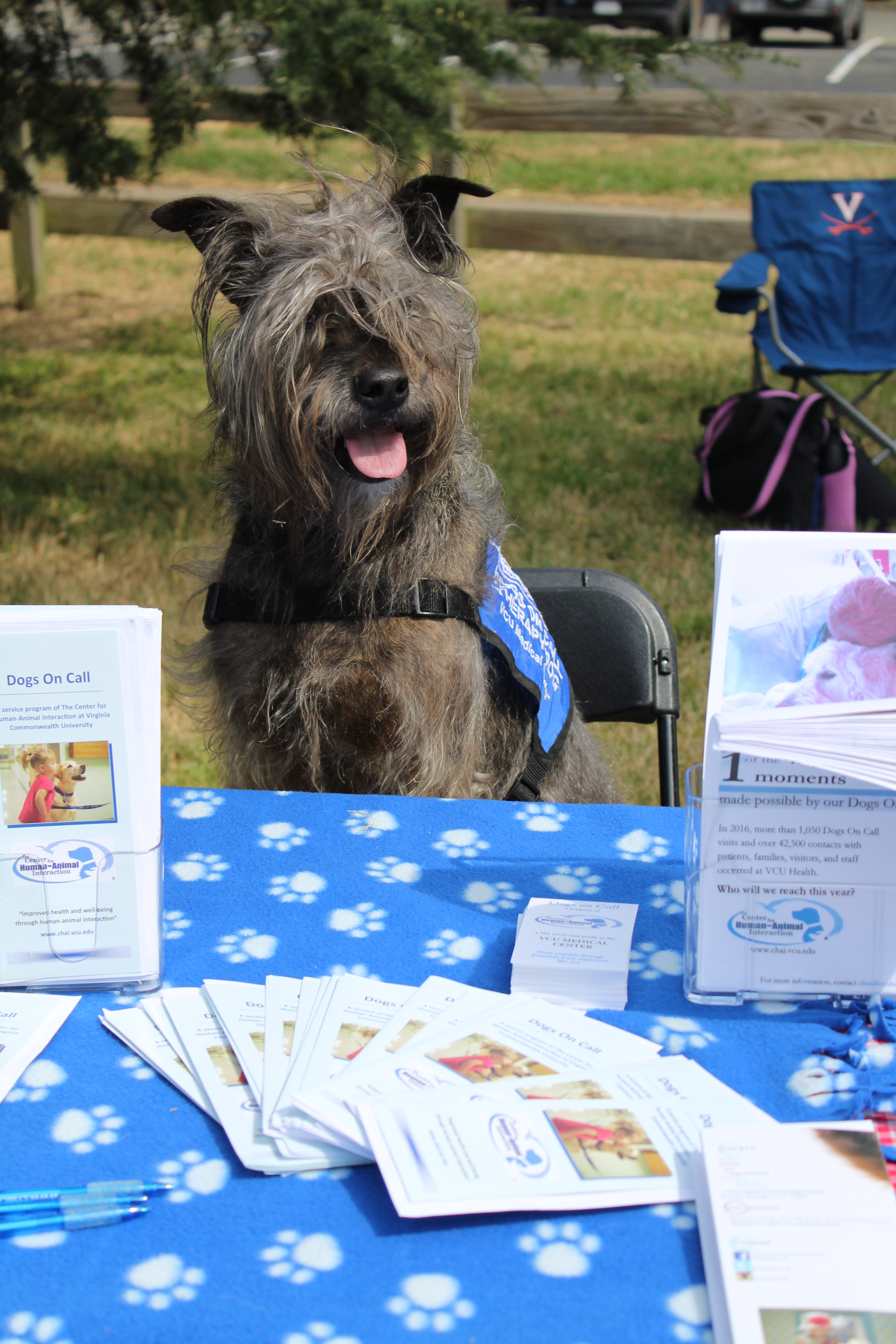 Dogs On Call therapy dog Zeke, an Irish wolfhound and terrier mix, sits at the Dogs On Call table at Maymont Children's Farm with brochures on the table in front of Zeke.