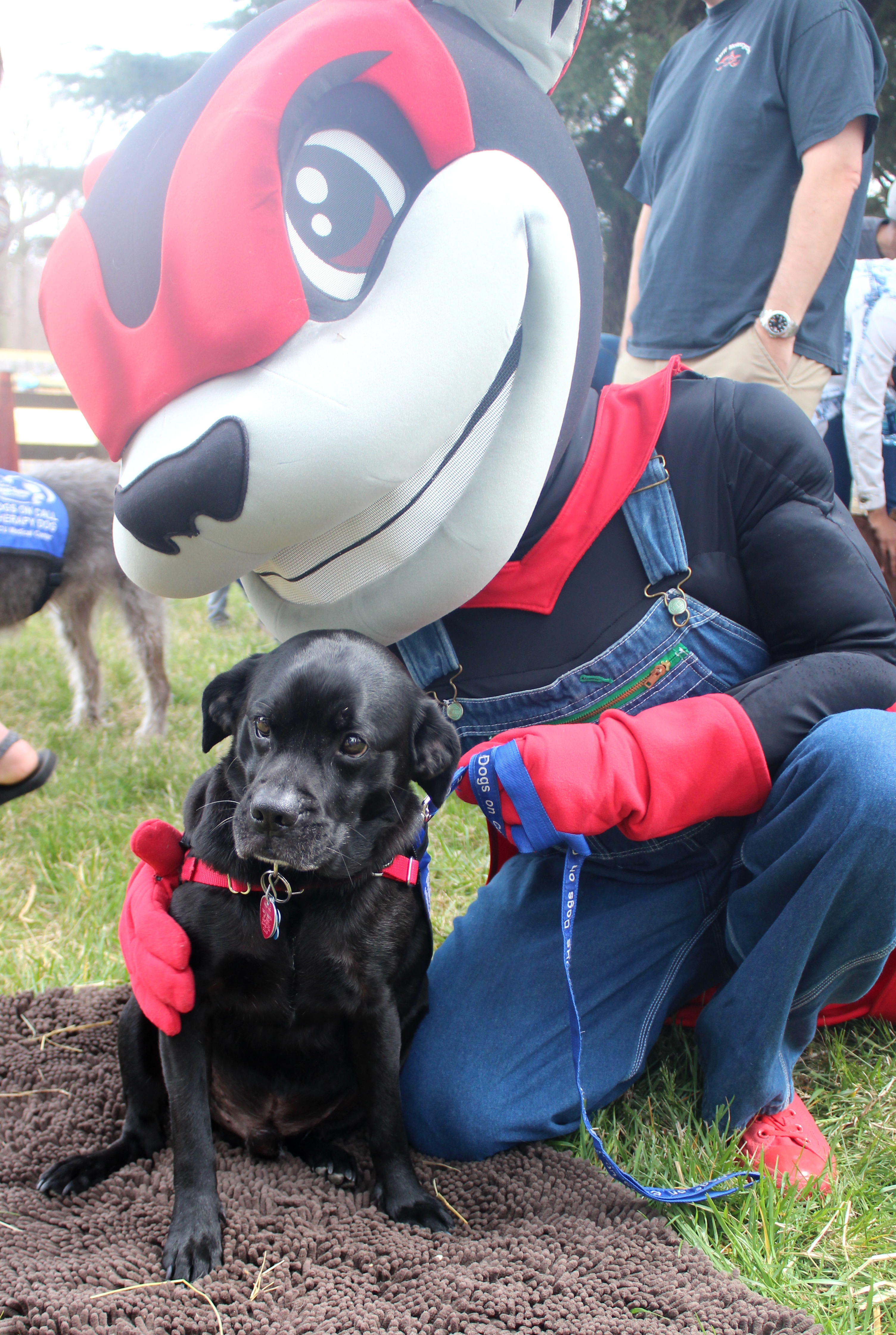 Dogs On Call therapy dog Otis, a black lab and pug mix, poses with the Richmond Squirrels Baseball team's mascot, Nutzy.