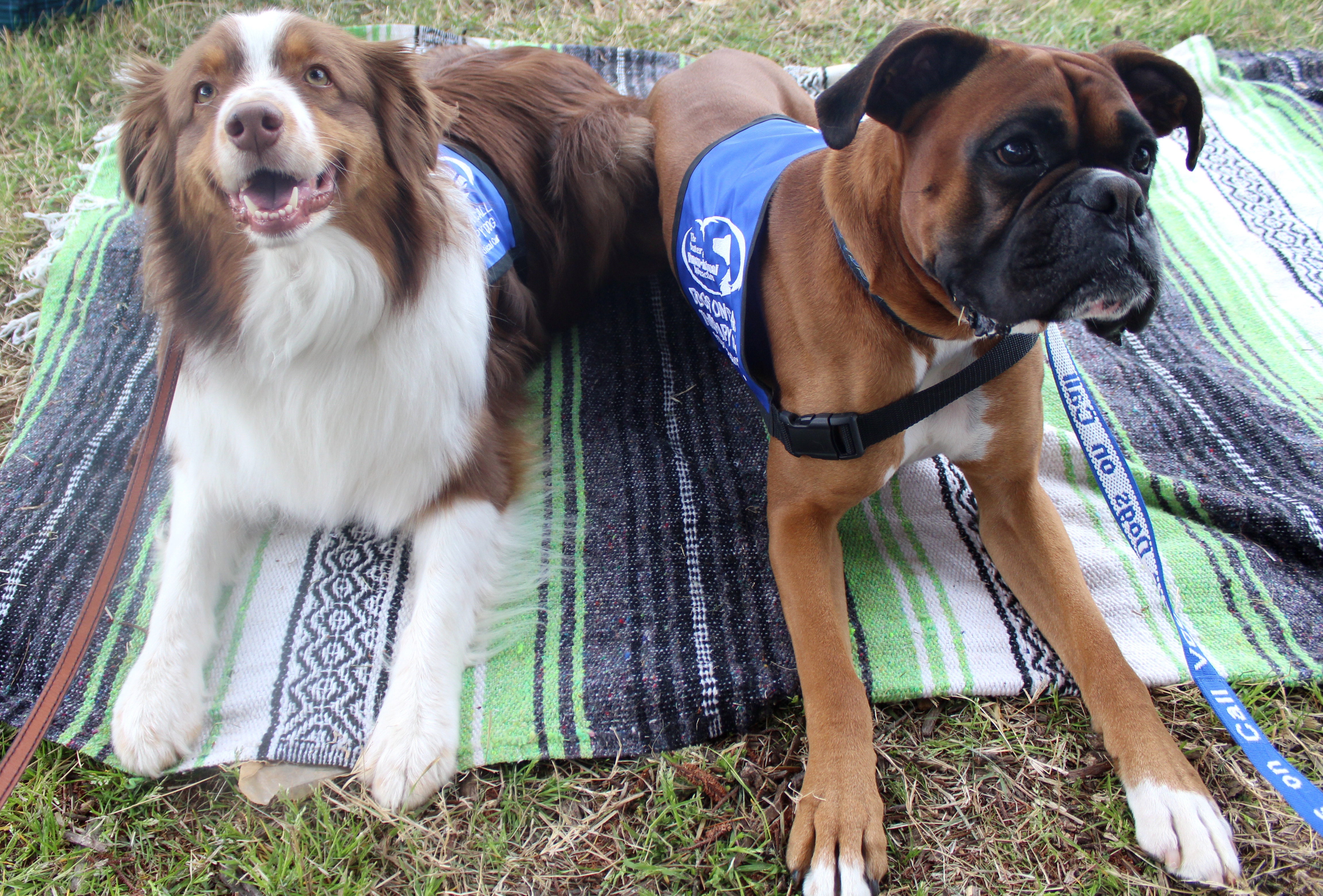 Dogs On Call therapy dogs Rebel, a boxer, and Chewie, an Australian shepherd, pose together on a blanket on the grass of Maymont's Children's Farm for the Grand Reopening.