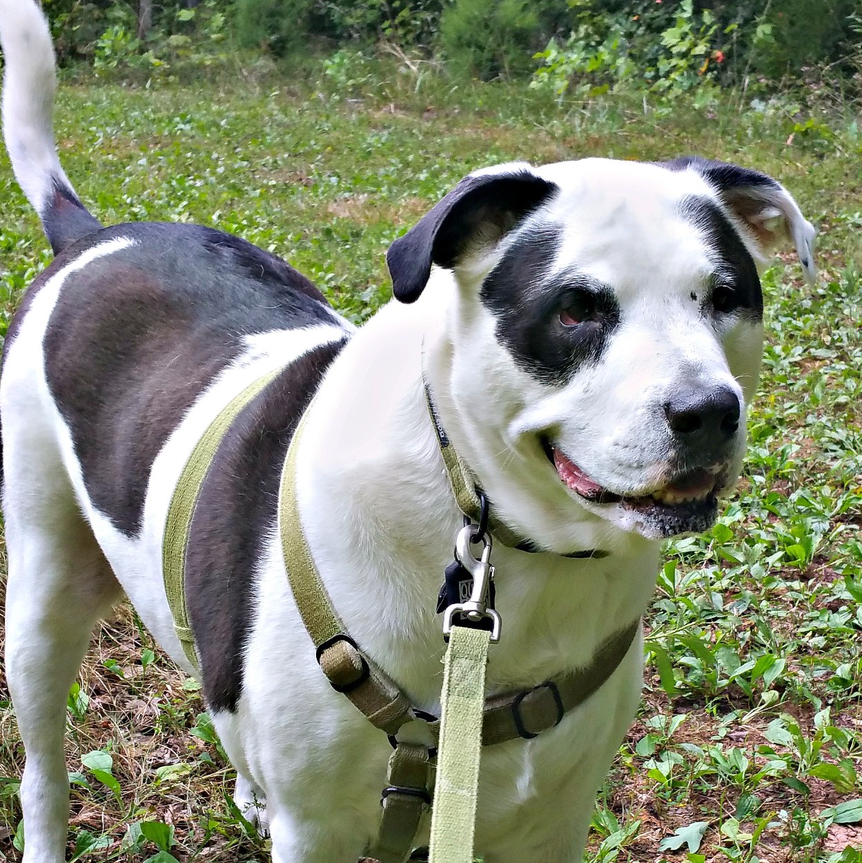 Mouse, a white and black mastiff mix.