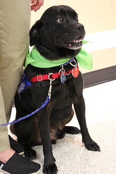 Dogs On Call therapy dog Otis, a black lab and pug mix, leans against his handler's leg. Otis is wearing a green bandana supporting Blue and Green Day.