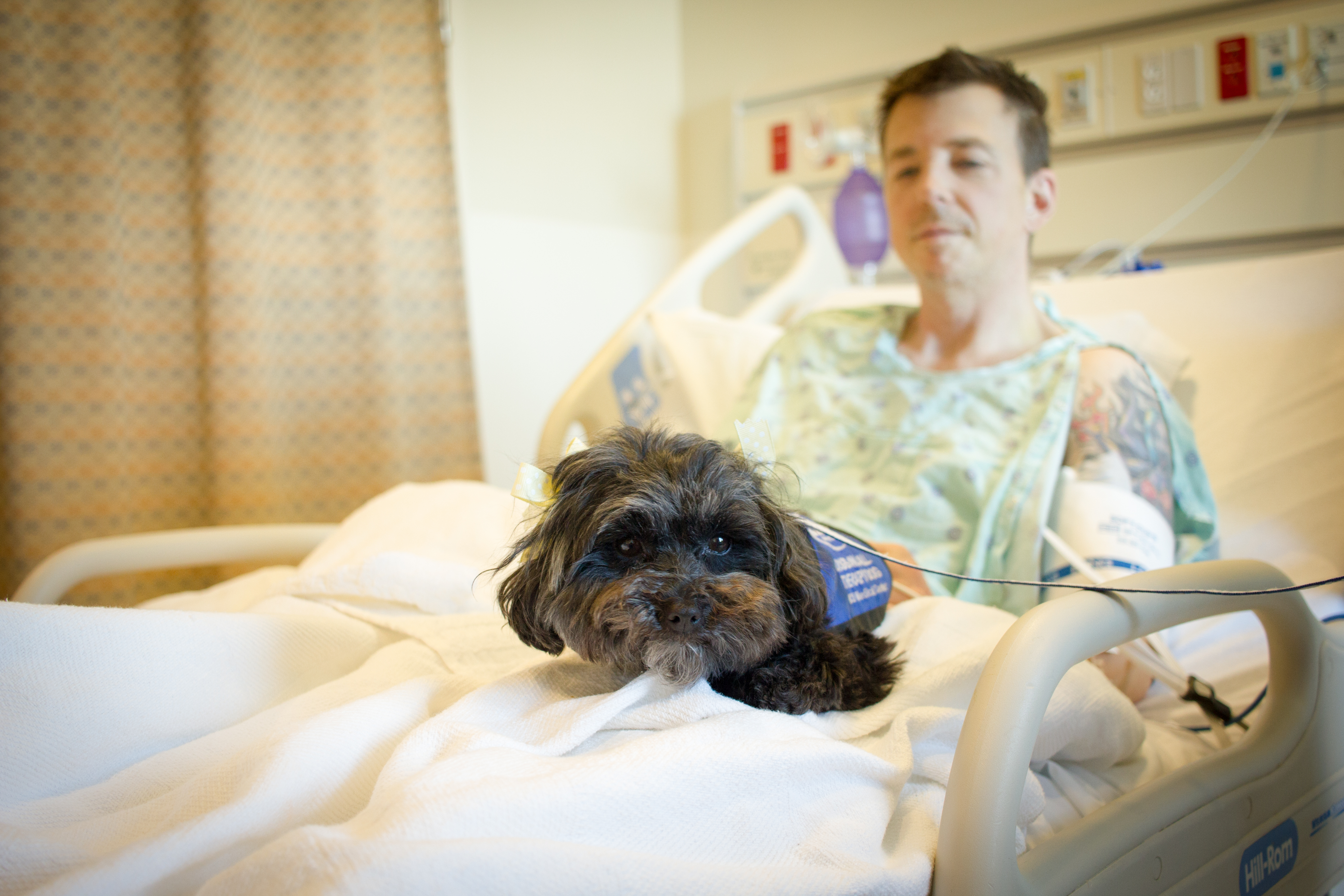 Dogs On Call therapy dog Phoebe, a black maltipoo, sits on the knees of a patient in their bed. Phoebe is asleep.