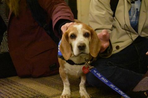 Dogs On Call therapy dog Scout, a beagle with a mostly tan body except for white around his muzzle and up between his eyes as well as down the middle of his chest and front paws, is stroked by two off-screen students on his back