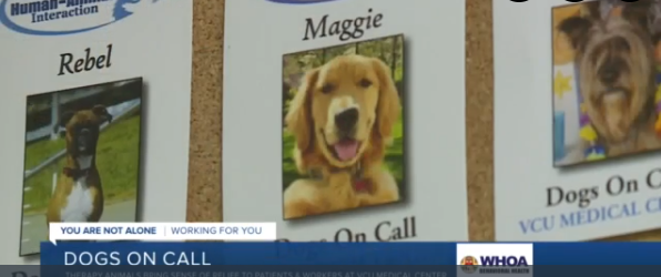 Screenshot of the Channel 6 News that featured Dogs on Call. Pictured is Maggie the golden retriever therapy dog.