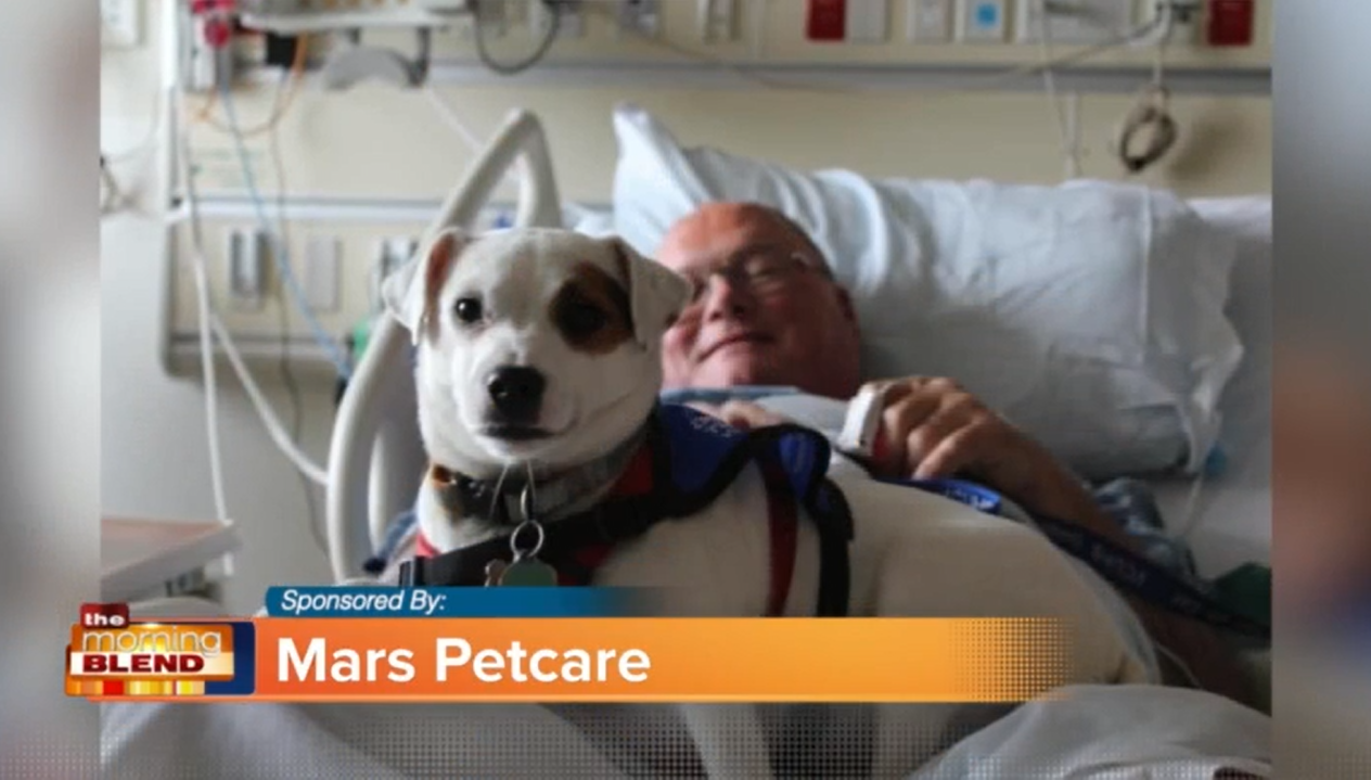 A screenshot of a news story from the Morning Blend featuring a Dogs on Call therapy dog and patient.