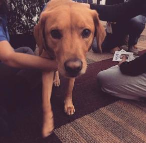 Dogs On Call therapy dog Teddy, a red lab, is stroked by students at the March 2017 Paws for Stress event