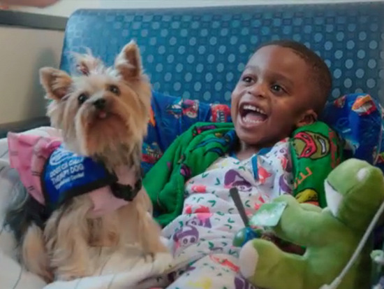 Dogs On Call therapy dog Winnie, a yorkie, sits on the lap of a laughing pediatric patient. 
