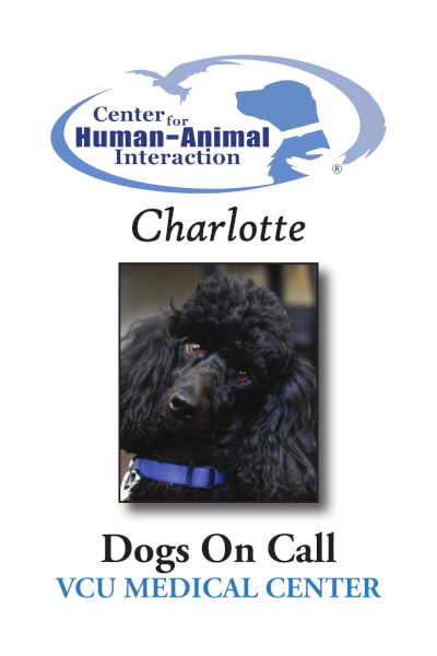 A Dogs on Call trading card featured the therapy dog Charlotte; Charlotte is a black miniature poodle wearing a blue collar.