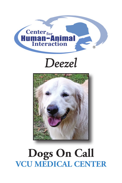 Meet Deezel, a Golden Retriever working for Dogs on Call!