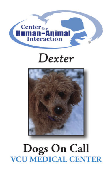 Meet Dexter, a Poodle working for Dogs on Call!