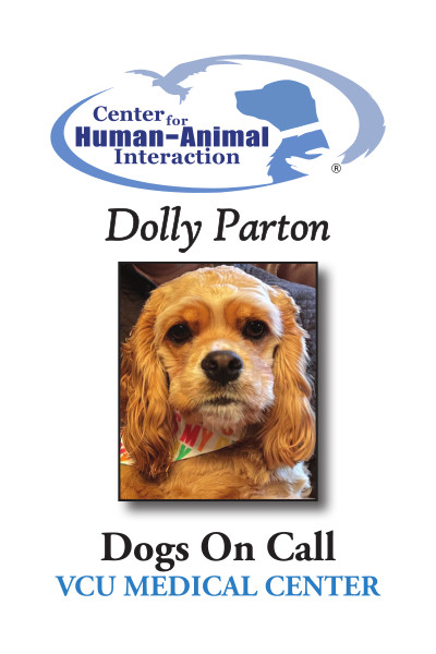 Meet Dolly Parton, a Cocker Spaniel working for Dogs on Call!