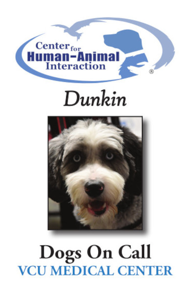 Meet Dunkin, a Aussiedoodle working for Dogs on Call!