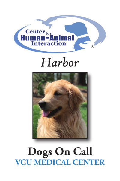 Meet Harbor, a Golden Retriever working for Dogs on Call!