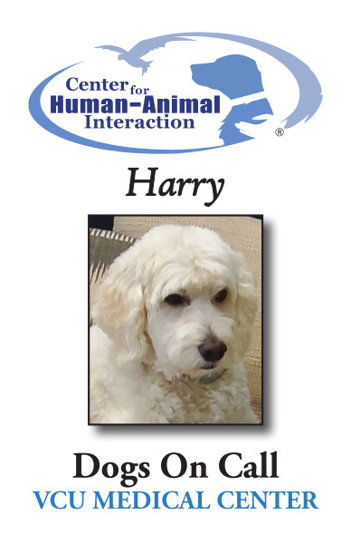 Meet Harry, a Goldendoodle working for Dogs on Call!