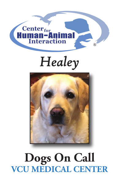 Meet Healey, a Labrador Retriever working for Dogs on Call!