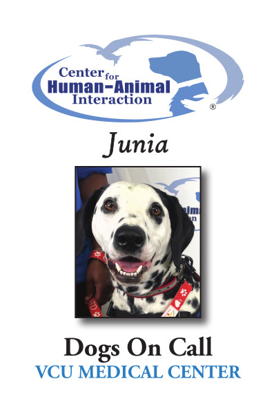 Meet Junia, a Dalmation working for Dogs on Call!