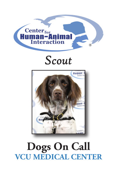 Meet Scout, a Small Munsterlander working for Dogs on Call