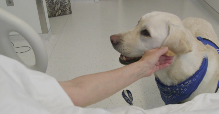 Dogs On Call therapy dog Wrigley, a yellow lab, is stroked on the cheek by a patient's arm. The video features the patient's story about interacting with Wrigley as well as several other people who discuss the benefits of therapy dogs.