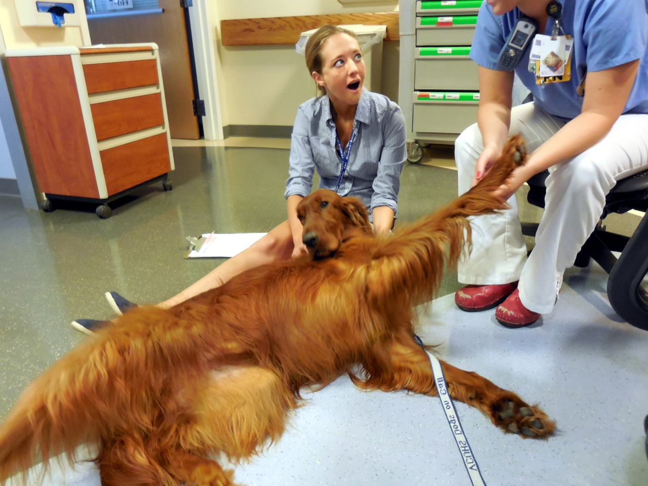 An Irish Setter lays on his side as he reaches out with his rightside paw to get hte attention of a medical professional.  The Irish Setter is laying in the lap of another medical professional.