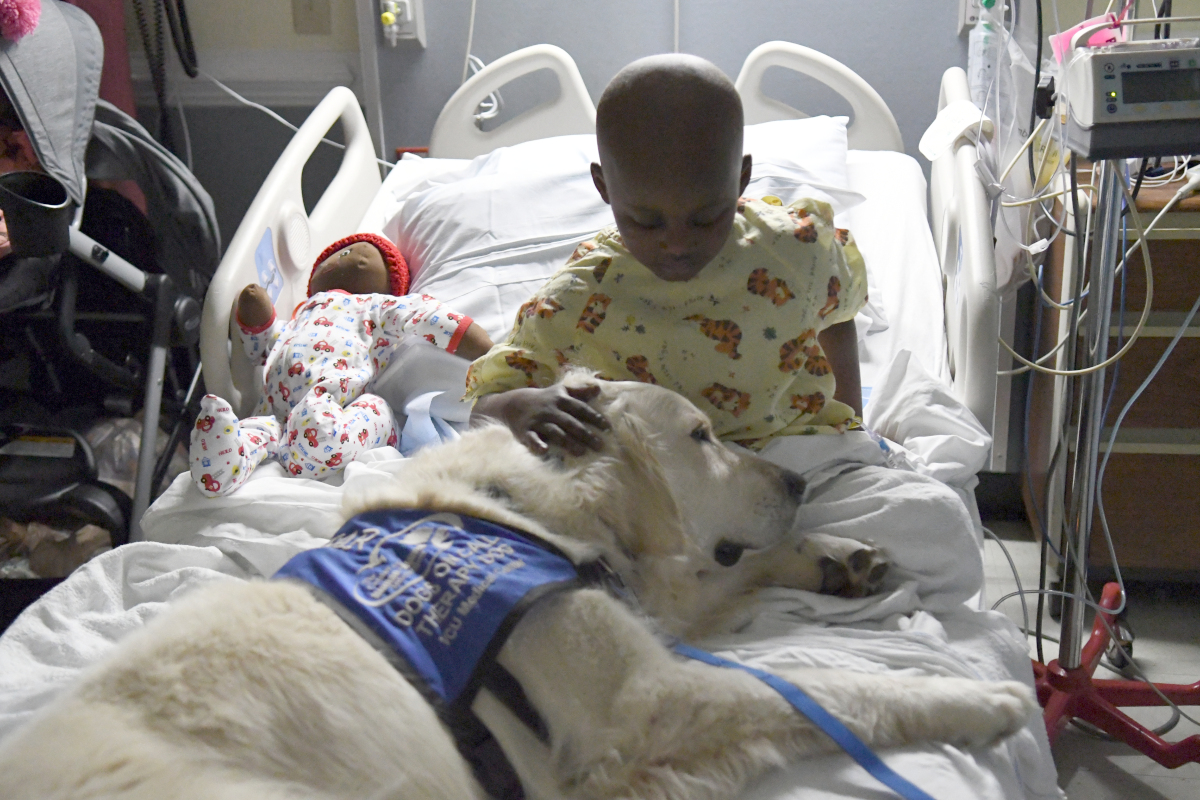 An English Cream Retriever lays across the bottom of a hospital bed with his head in the lap of a child patient.  The child pets the top of his head.
