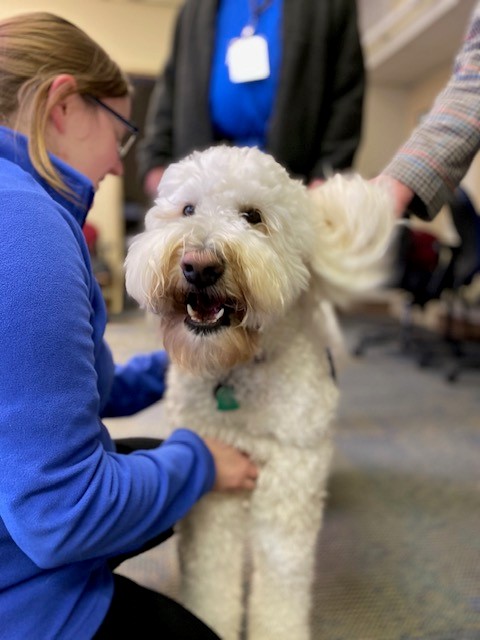 A fluffy white labradoodle smiles at the camera while someone pets the dog's chest while also smiling