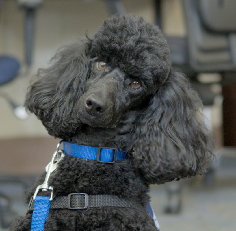 A black miniature poodle wearing a blue collar.  This is Charlotte the Dogs on Call therapy dog.