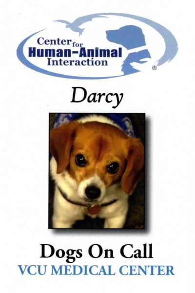 A trading card for the Dogs on Call dog Darcy; Darcy is a Beagle/Jack Russell mix!