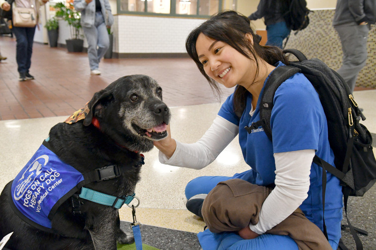 A medical professionalsits on the ground while petting am older dog with lots of grey hair from aging mixed throughout their coat.  The dog appears to be a Lab/Pug/Boxer mix.