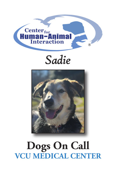 Meet Sadie, a Golden Retriever/Husky mix working for Dogs on Call