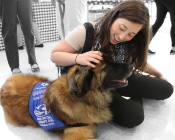 Dogs On Call therapy dog Kepler, a leonberger with a coat in shades of brown, lays on the floor with a happy expression while a smiling friend pets her. 