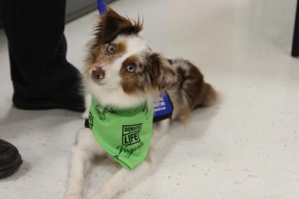 Dogs On Call therapy dog Mia, a toy Australian Shepherd with a brown and white coat (brown ears and patches around her eyes with a white strike down her head towards her nose) and has light blue eyes, tilts her head to the right while wearing her blue Dogs On Call vest and green 