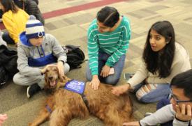 Dogs On Call therapy dog Mick, an Irish Setter with an auburn coat, relaxes on the floor while several students sit around him, petting him.