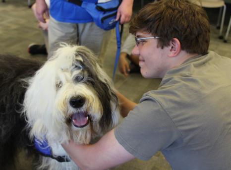 Dogs On Call therapy dog Stryder, a gray and white Old English sheepdog, has a happy expression while receiving pets from a smiling friend.