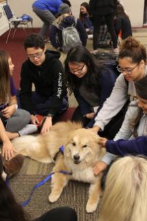 Dogs On Call therapy dog Tucker, a golden retriever and chow mix with a golden coat, is very content while receiving pets from several smiling students