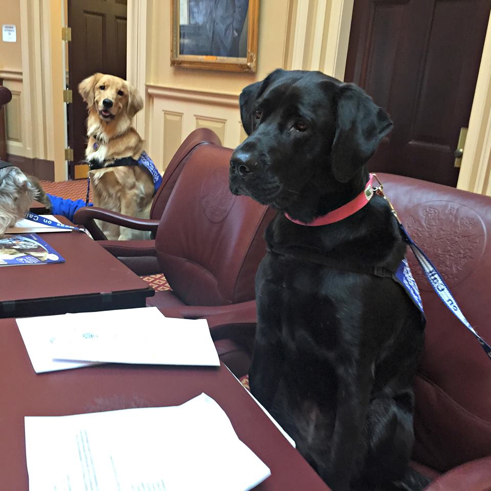 Two Dogs On Call therapy dogs, a yellow lab and a black lab, sit in chairs at the General Assembly of Virginia with papers in front of them.