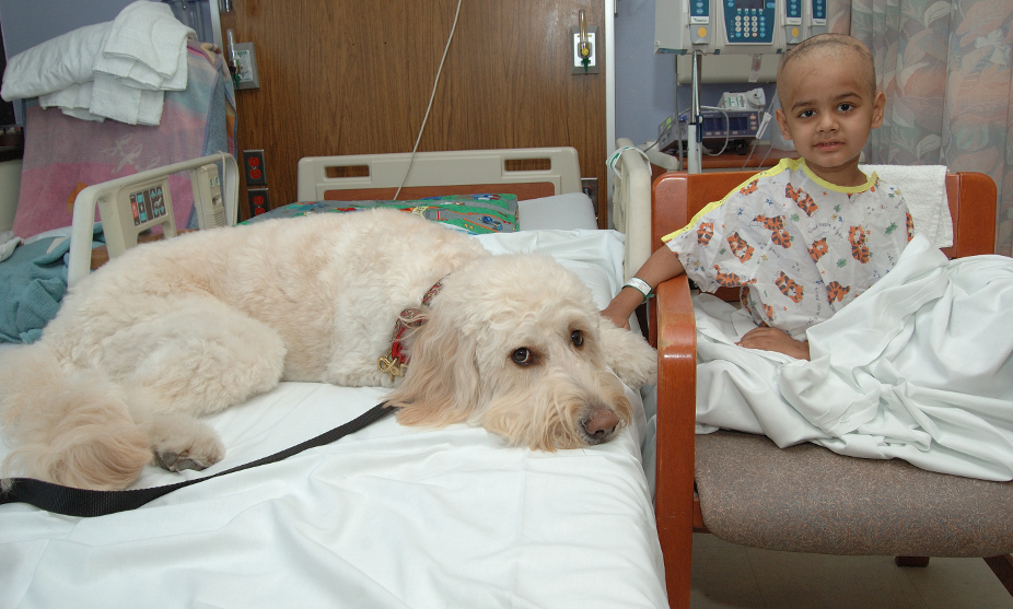 Dogs On Call therapy dog Penny, a goldendoodle mix of golden retriever and poodle, lays on a patient's bed while the patient pets Penny's head. The patient is sitting beside the best in a chair.