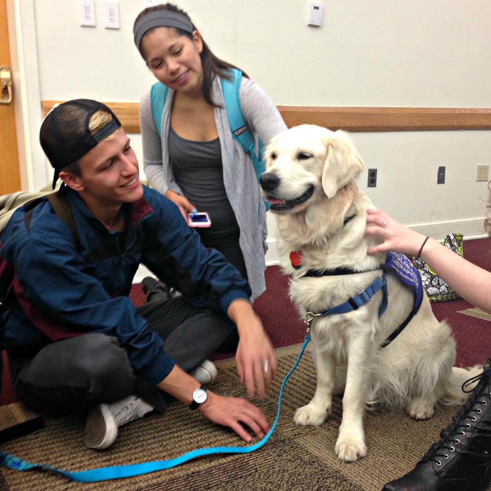 Dogs On Call therapy dog Wrigley, a golden retriever, stands happily while receiving back scratches and smiles from V C U students who are admiring Wrigley.